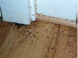Termites Under House Pictures