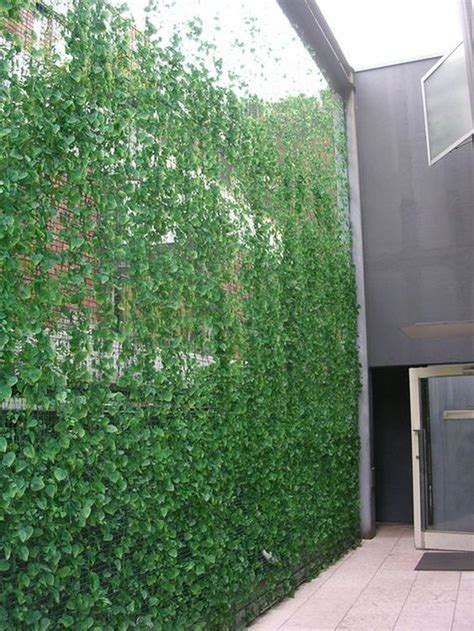 80 Impressive Climber And Creeper Wall Plants Ideas Amazing Decor