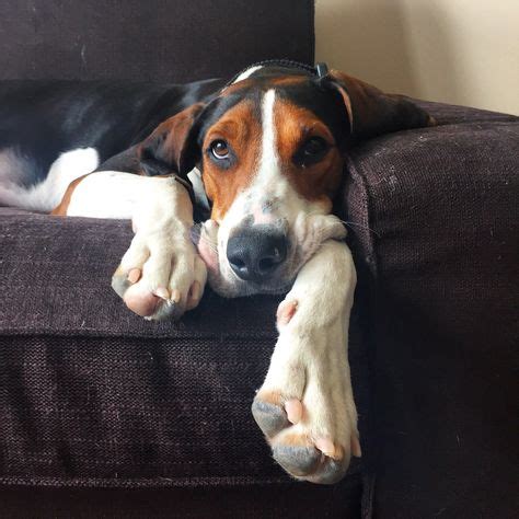 Discover brilliant ways to get organized, declutter, and make over any room. 43 Treeing Walker Coonhounds in honor of Harper ideas ...