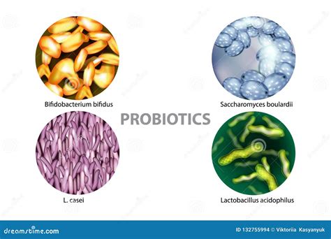 Acidophilus Bacteria Brain Mind Article