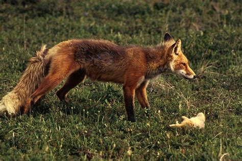 Définition Renard Roux Vulpes Vulpes