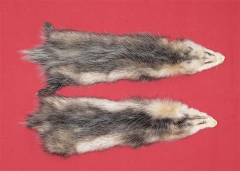 Tanned Furs Opossum 7220 0648