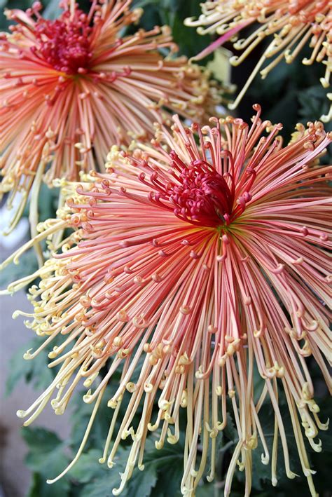 The Art Of The Japanese Chrysanthemum The Chrysanthemum Wa Flickr