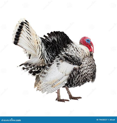 beautiful turkey bird is isolated on white background stock image image of broiler cockerel