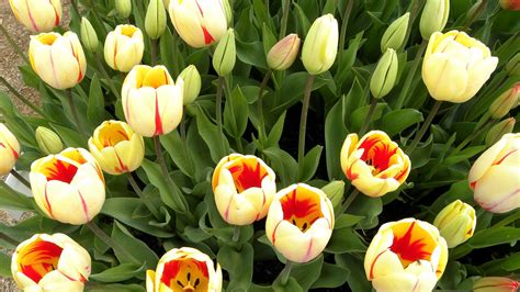 Download Wallpaper 1920x1080 Tulips Flowers Buds Herbs Sprouts Full