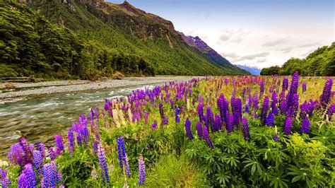 Landscape Wild Flowers Purple Lupine Flower Coast Mountain River Rocks