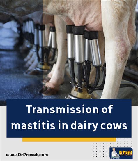 Causes And Clinical Signs Of Mastitis In Dairy Cows