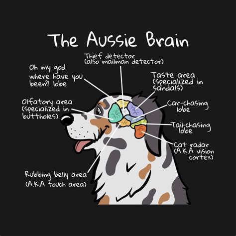 Australian Shepherd Brain Anatomy Australian Shepherd