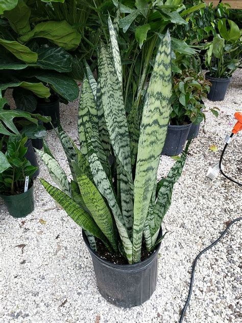 Snake plants increase in size by spreading out from a rhizome under the soil. Sansevieria zeylanica, Snake Plant, Mother in law's tongue ...