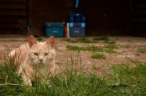 The cat is unusually restlessness. What to do if your cat is stung by a bee or wasp ...
