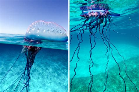 The sail may be 9 to 30. Rio 2016: Killer jellyfish Portuguese man o' war spotted ...