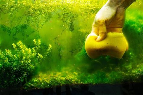 How To Fight The 6 Most Common Types Of Algae In Your Fish Tank