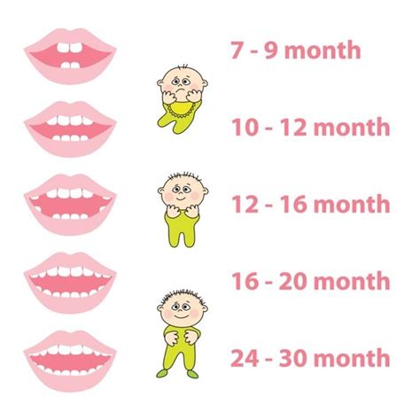 Your age can be calculated by finding the difference between your date of birth and the current date. How many teeth should a 2 year old have? What can delay ...