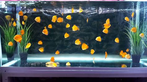Hoome Bred Young Discus Fish In 150 Gallon Tank Youtube