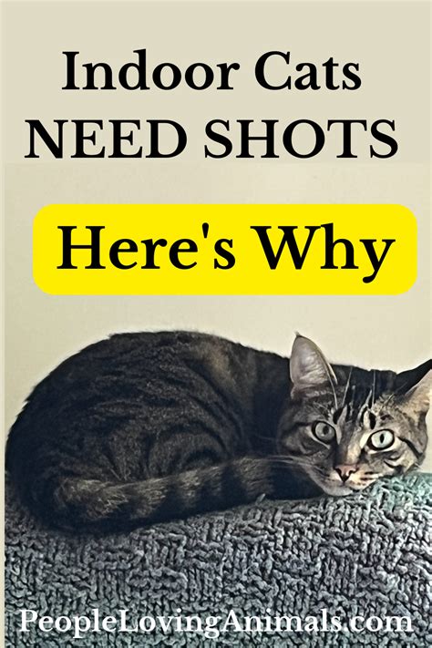 Do Indoor Cats Need Shots What Medical Care Do They Need