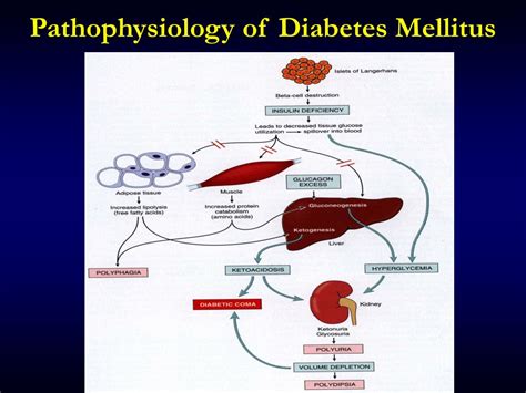 Pathophysiology Of Diabetes Mellitus Pathophysiology Line Diagram