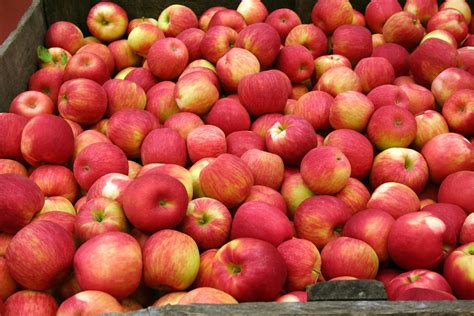 Dutch Almond Cake And Stewed Apples Recipe — Ray Mcvinnie
