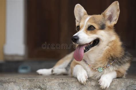 Corgi Smiling Puppy Dog Sitting In Front Of The House In Summer Sunny