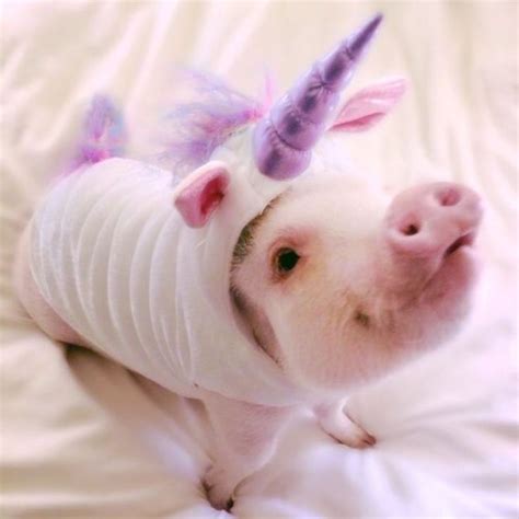 Gravity Falls Aesthetic Tumblr Cute Baby Pigs Cute Pigs Cute Piglets