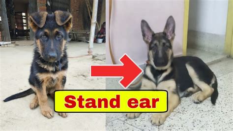 How Old Are German Shepherd Puppies When Their Ears Stand Up
