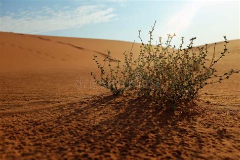 Plants Growing On The Hot And Dry Desert Landscape Showing Adaptation