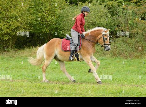 Horse Ponies Pony Gallop Galloping Canter Cantering Hi Res Stock