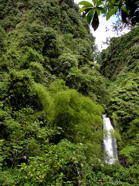 Filerainforest At Trafalgar Falls Dominica Wikimedia Commons