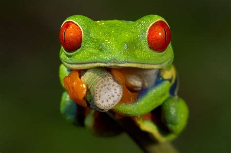 Focus Stacking In Macro Photography Red Eyed Tree Frog Frog Tree Frogs