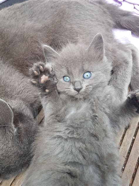 Russian blues are known to be quiet, gentle, genteel cats, and are usually reserved or absent when strangers come to call. Russian blue kittens | Plymouth, Devon | Pets4Homes