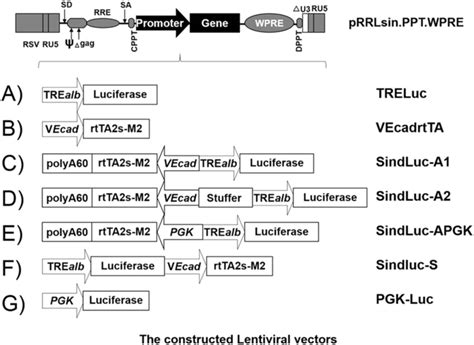 The Schematic Representations Of The Lentiviral Vectors Designed For
