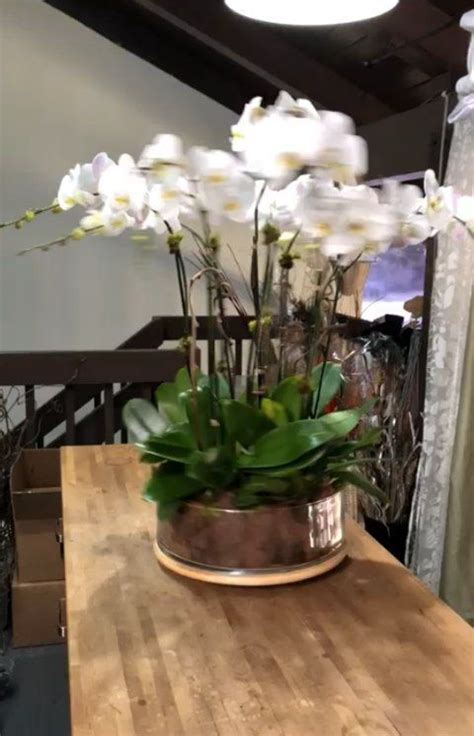 210 отметок Нравится 7 комментариев — Natural Orchids Boutique