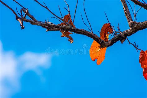Colorful Leafs In Autumn With Blue Sky Stock Photo Image Of Climate