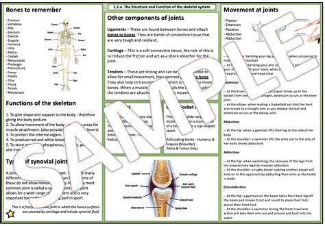 Gcse Pe Structure Function Of The Skeletal System Teaching Resources
