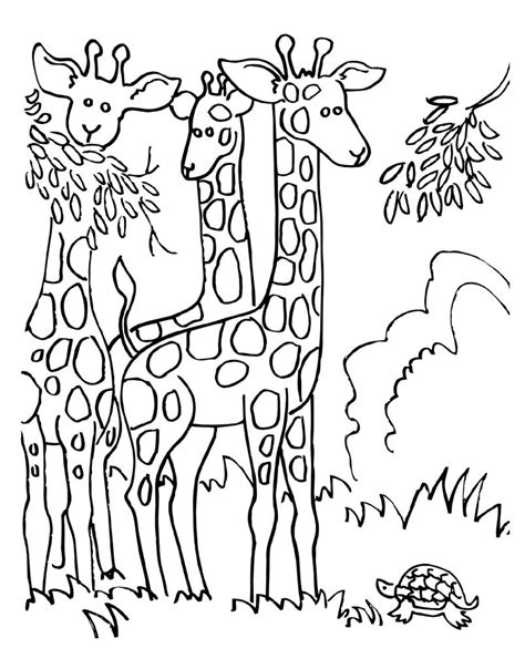 Detailed Giraffe Coloring Pages 30 Free Giraffe Coloring Pages