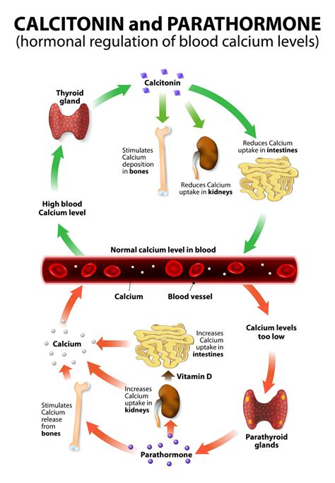 High Blood Calcium Risks Far More Dangerous Than High Cholesterol
