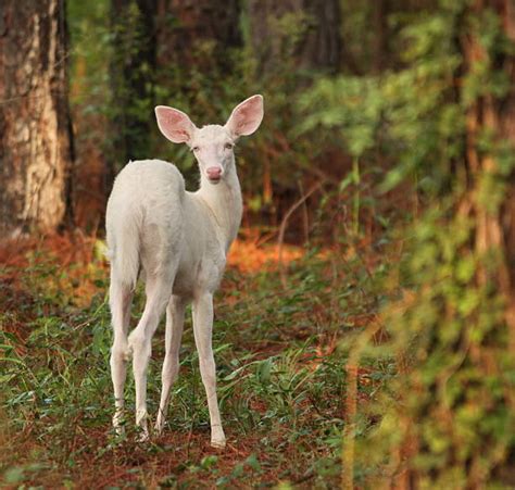 Best Albino Deer Stock Photos Pictures And Royalty Free Images Istock