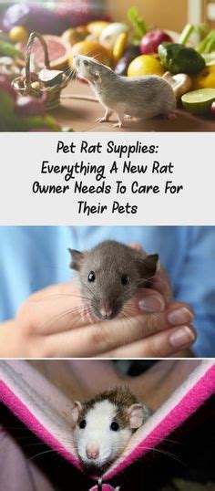 7 Rat Cage Ideas Rat Cage Pet Rats Rats