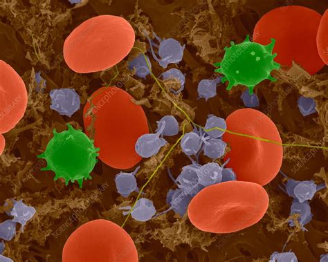 Red Blood Cells Monocytes Platelets And Fibrin Sem Stock Image