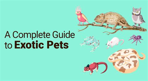 A Complete Guide To Exotic Pets Nature Discovery
