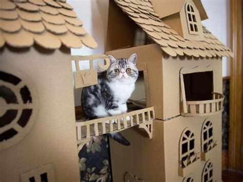 Bored Quarantined Owners Have Started Putting Cats In Cardboard Forts