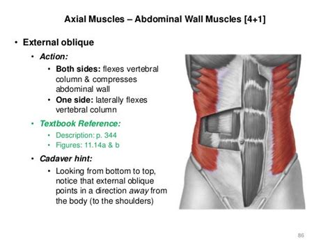 Appendicular And Axial Muscles By Hdurfees