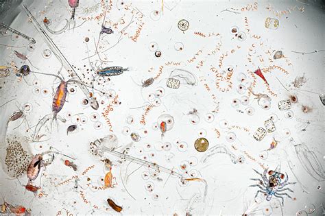 Under The Microscope Just A Splash Of Seawater But Alive With Plankton