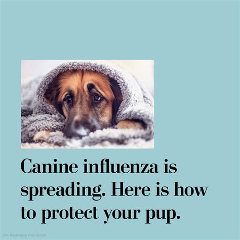 Can Your Dog Get The Flu From You