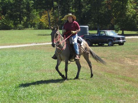 Beth Bell And Her Home Grown Mule Abby At Mammoth Cave Horse Camp In Ky
