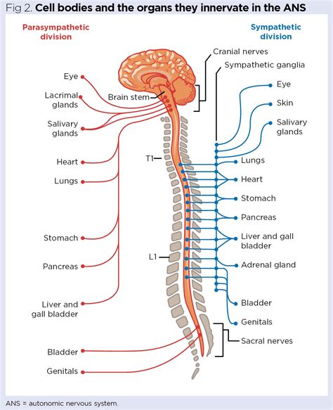 nervous system 6 the autonomic nervous system anatomy and function nursing times