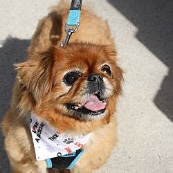 Page 1 of 117 jobs. Pictures of Ronnie a Pekingese for adoption in Greensboro ...