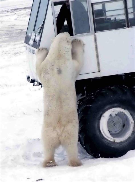 Huge Polar Bear Rnatureismetal