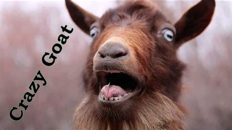 Crazy Goat или Бешенная Коза Youtube