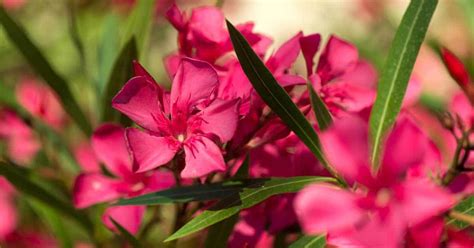 Oleander Care Tips For Growing Oleander Bushes And Trees