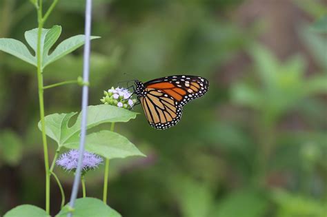 Monarch Butterfly Populations Experience Dramatic Decline People
